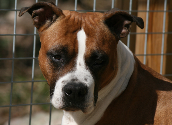 Bringemos Early Morning Sun