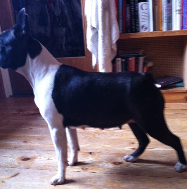 Lovely Focca 5 1/2 weeks pregnant :-) 