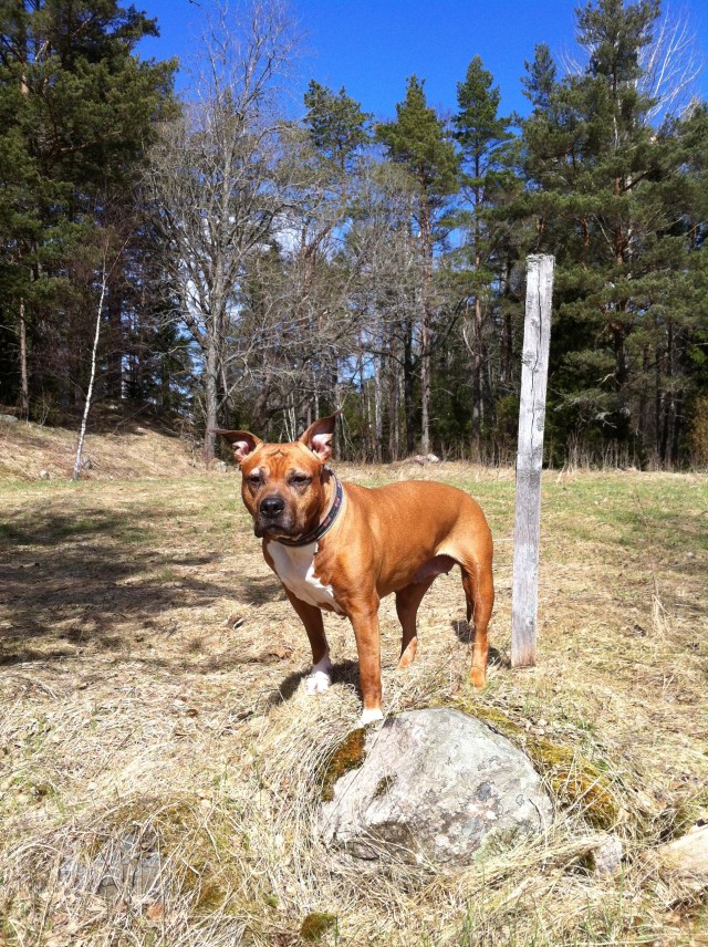 A-kullen 12 år idag!!!