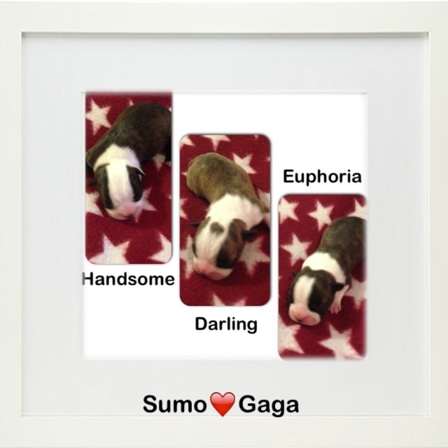 Sumo har blivit pappa!