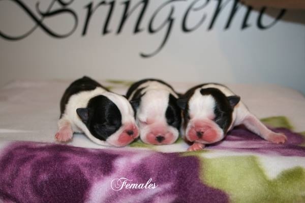 Äntligen valpar igen! 