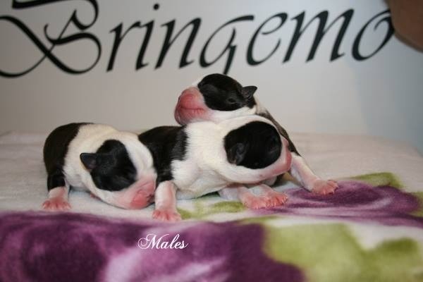 Och en bild på hanarna :-)