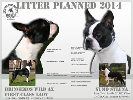 Föräldrarna till vår nuvarande kull!