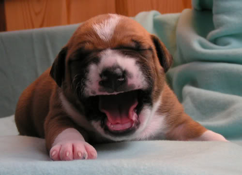 MINOLTA DIGITAL CAMERA