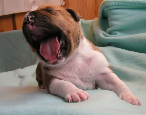 MINOLTA DIGITAL CAMERA