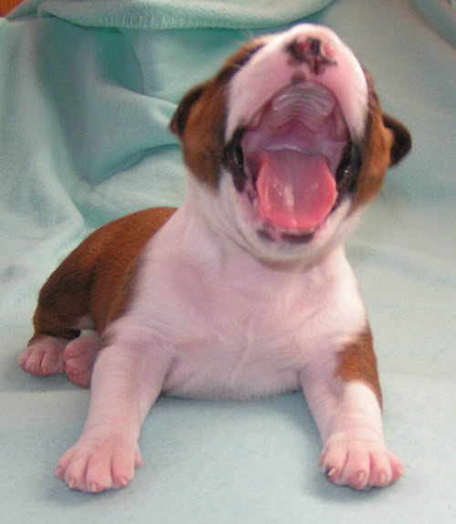 MINOLTA DIGITAL CAMERA