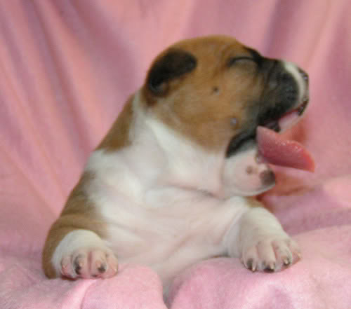 MINOLTA DIGITAL CAMERA