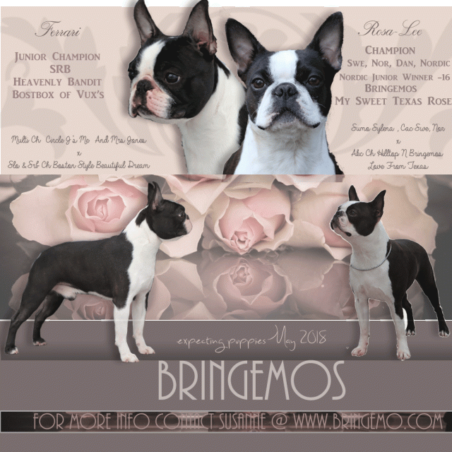 annonsferrose1utkast2